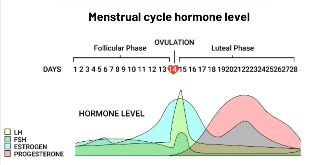 How Ovulation Calculators Works