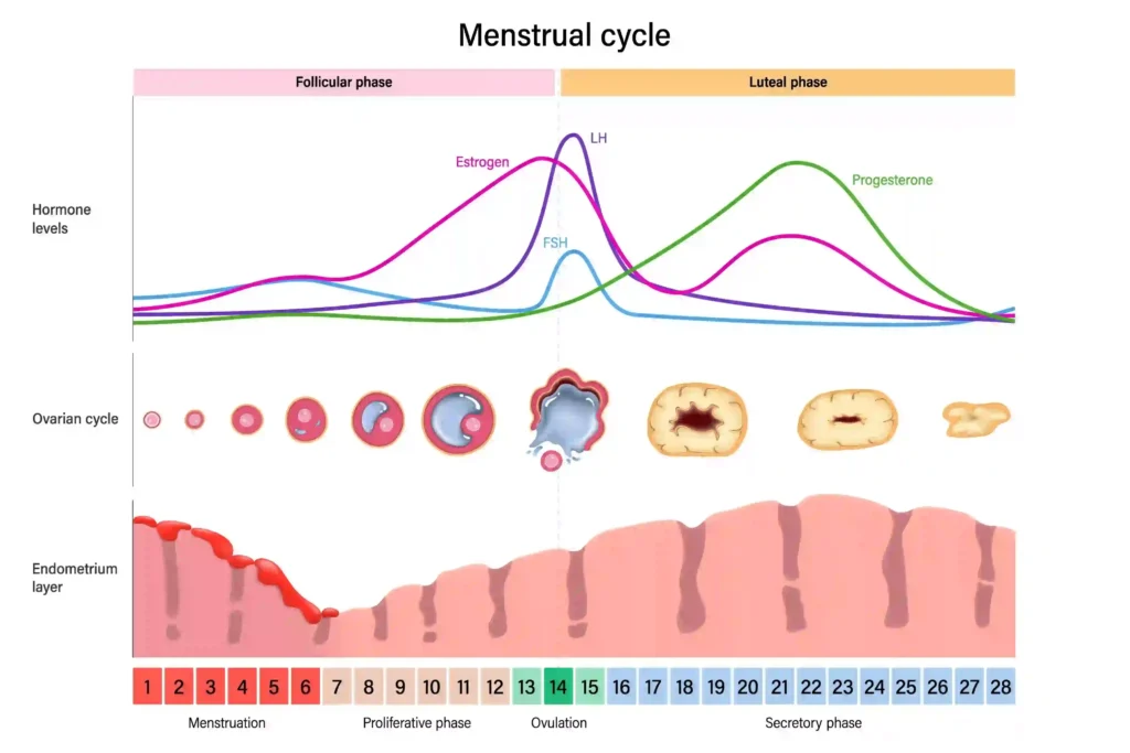 Menstrual cycle