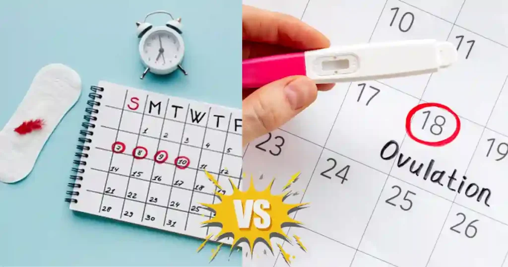 Pregnancy Tests vs Ovulation Tests